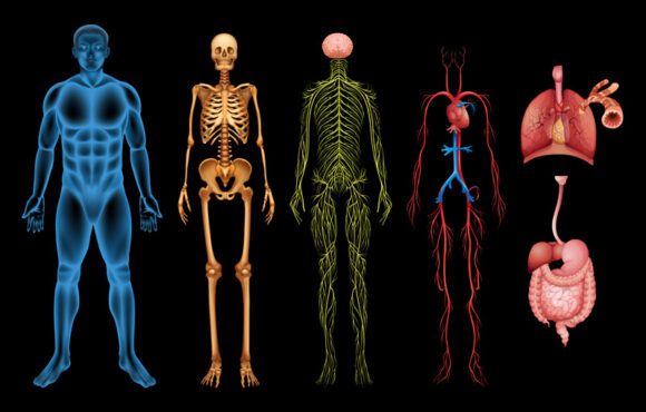 تصویر برداری از سیستم ها و اندام های مختلف بدن انسان