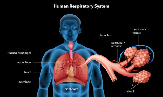 تصویر برداری که سیستم تنفسی را نشان می دهد