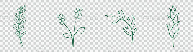 وکتور شاخه گل و گل های مینیمالیستی برای لوگو یا خالکوبی