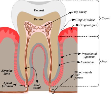 وکتور اینفوگرافیک با بخش هایی از آناتومی دندان انسان
