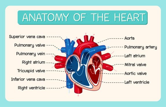 پوستر اطلاعات وکتور تصویر نمودار قلب انسان