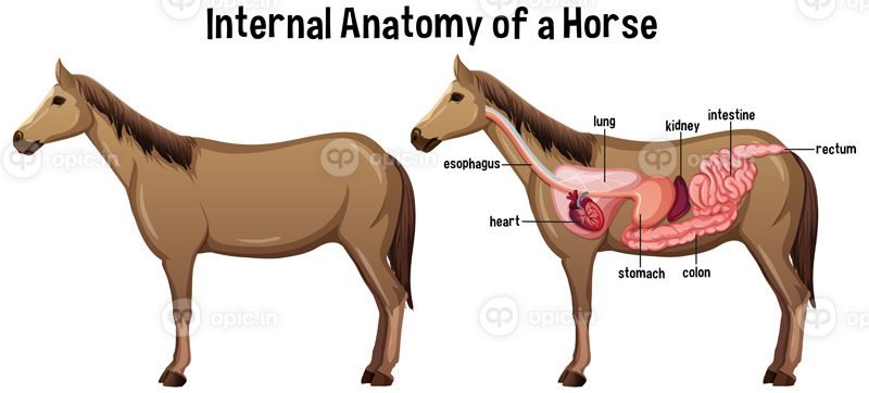 وکتور آناتومی داخلی اسب با تصویر برچسب