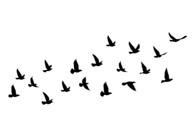 وکتور شبح های پرندگان در حال پرواز در پس زمینه سفید تصویر برداری وکتور طرح خالکوبی ایزوله پرواز پرنده