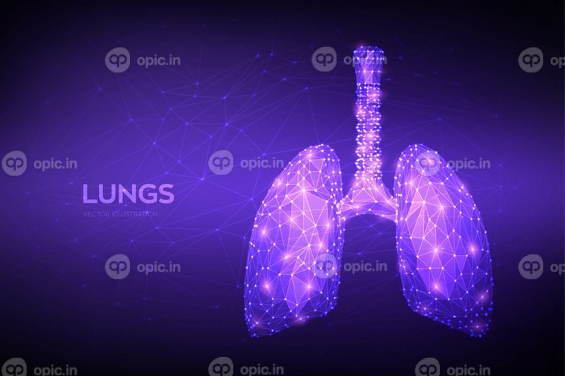 ریه های بردار کم چند ضلعی آناتومی ریه های سیستم تنفسی انسان