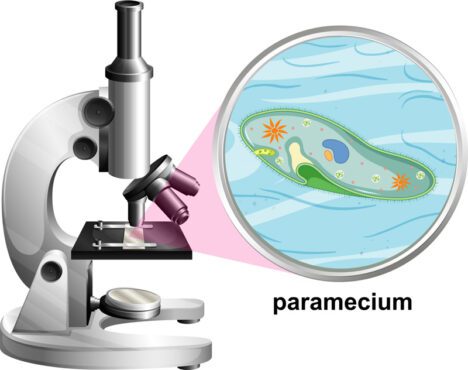 میکروسکوپ برداری با ساختار آناتومی پارامسیوم در زمینه سفید