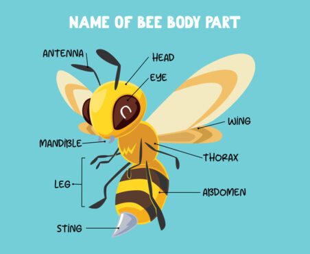 نام وکتور قسمت بدن زنبور کارتونی زیبا برای بچه ها به انگلیسی