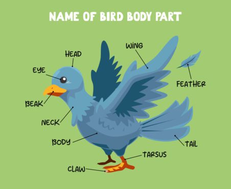 نام وکتور قسمت بدن پرنده کارتونی زیبا برای بچه ها به انگلیسی