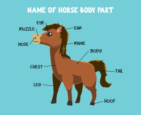 نام وکتور قسمت بدن اسب کارتونی زیبا برای بچه ها به انگلیسی
