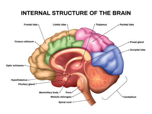 وکتور آناتومی واقعی مغز