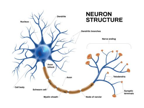 وکتور آناتومی نورون واقعی