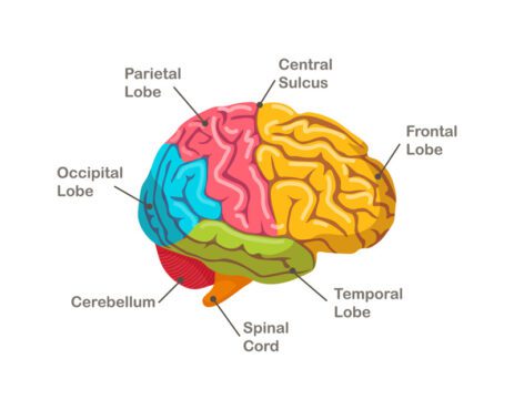 بخش های برداری از آناتومی مغز انسان نمای جانبی اندام