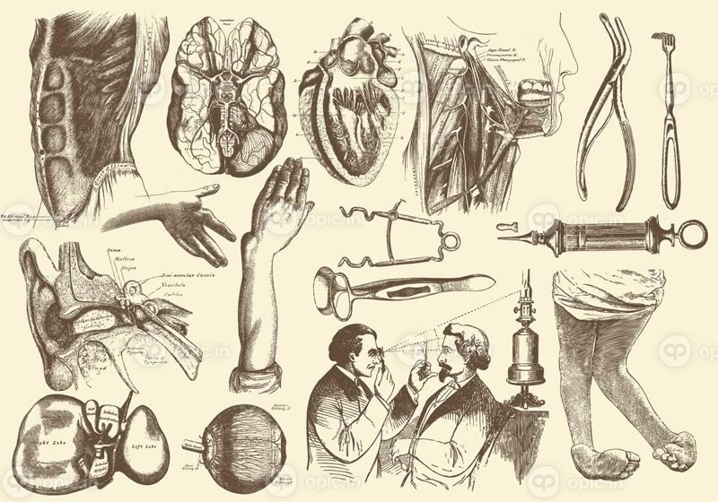 مجموعه برداری از تصاویر آناتومی و مراقبت های بهداشتی برای انتشارات زیست شناسی پروژه های بهداشتی شما یا موضوعات آناتومی در طرح های شما