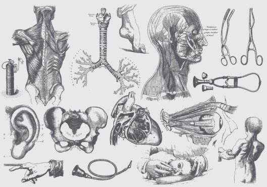 مجموعه برداری از تصاویر آناتومی و مراقبت های بهداشتی برای انتشارات زیست شناسی پروژه های بهداشتی شما یا موضوعات آناتومی در طرح های شما