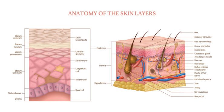 ساختار لایه های پوست بردار