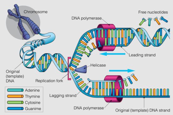 بردار گرافیک تکرار یک زنجیره DNA را روی یک خاکستری نشان می دهد