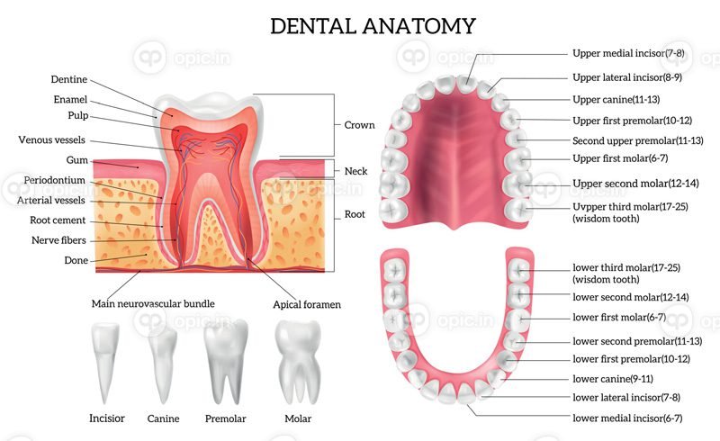 وکتور اینفوگرافیک آناتومی دندان