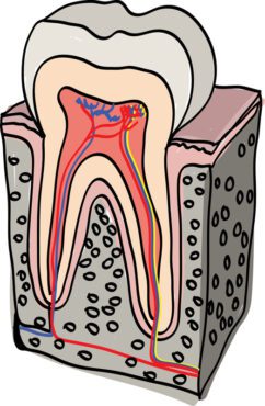 وکتور آناتومی دندان تصویر برداری ایزومتریک