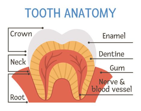وکتور آناتومی دندان طرح ساختار دندان با