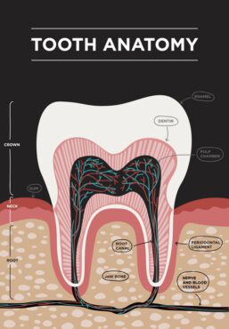 وکتور آناتومی دندان وکتور اینفوگرافیک دندانپزشکی بنر پزشکی یا تصویر پوستر با ساختار دندان