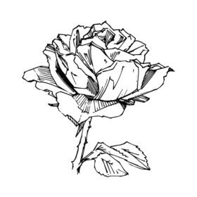 وکتور خالکوبی وینتیج تصویر برداری گل رز با چاپ دستی کشیده شده است