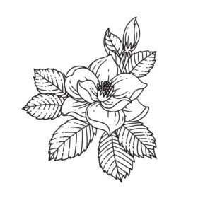 وکتور گل رز نشان داده شده در طرح کلی طرح دست کشیده گل