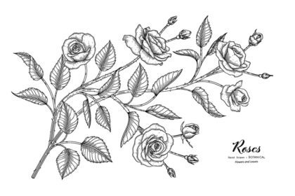 وکتور گل و برگ گل رز تصویر گیاه شناسی با هنر خط کشیده شده است