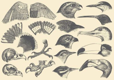 مجموعه برداری از قطعات پرنده برای انتشارات زیست شناسی پروژه های طبیعت شما یا موضوعات پرنده در طرح های شما