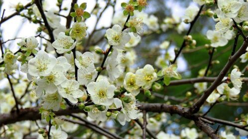 دانلود طرح آسمان مجازی شکوفه سفید